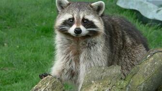 Superior Wallpaper Elegant Raccoon Background