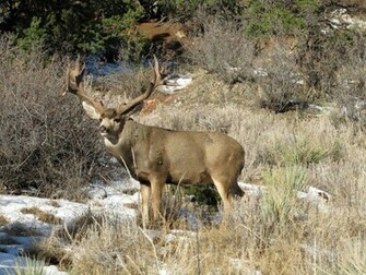 Colorado Mule Deer Wallpaper