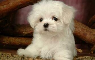 Fluffy Maltese Puppy Dogs White Puppies Wallpaper