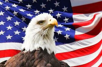 Bald Eagle And A Flag Stock Photo HD Public Domain Pictures