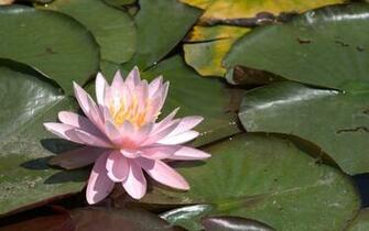 Pink Water Lily Wallpaper
