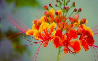 Exotic Flower Wallpaper