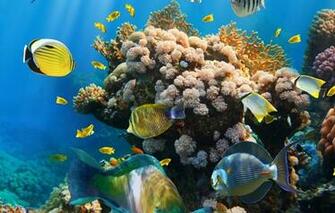 Wallpaper Tropical Coral Reef Underwater Ocean Fishes