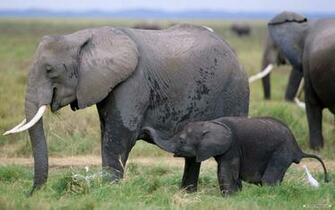 Elephant Wallpaper Desktop