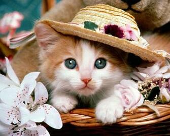Kitten Wallpaper