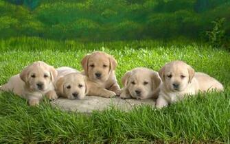 Cute Puppies Pictures Wallpaper Of Dog Breeds
