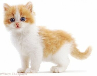 Black And White Cat Kitten