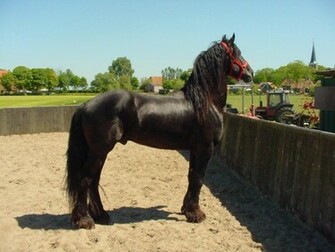 Friesian Black Horse Wallpaper With Boy