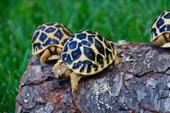 Indian Star Tortoise Wallpaper Background