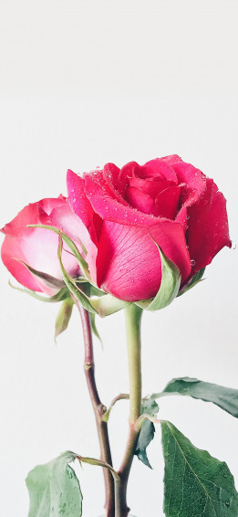 Beautiful Rose iPhone Wallpaper