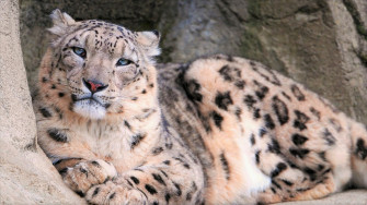 Majestic Snow Leopard HD Wallpaper With Blue Eyes