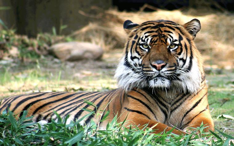 Cinemagraph Tiger By Lagartoi