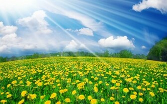 Field Of Flowers Wallpaper