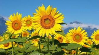 Sunflower Desktop Wallpaper