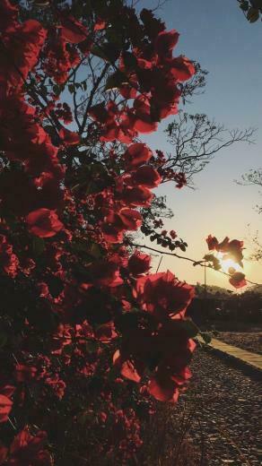 Lockscreens And Wallpaper Feeling Red Flowers