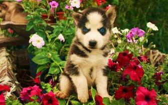 Eyes Animals Dogs Puppy Blue Flowers Babies Cute Wallpaper