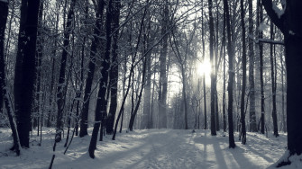 Winter Forest Wallpaper