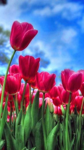 Springtime Flowers Wallpaper Albadorataitalia