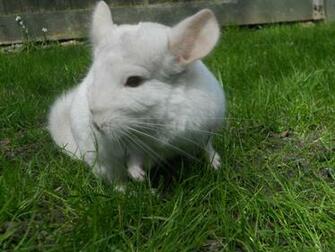 Chinchilla By Pokemonica13
