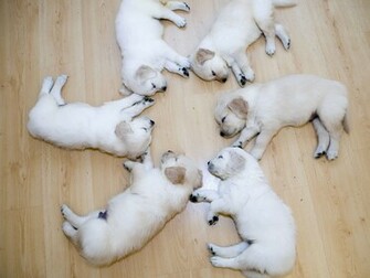 Baby Dogs Sleeping