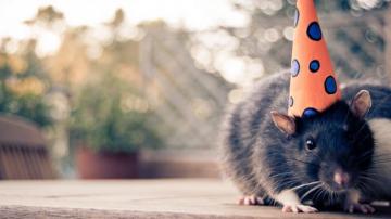 The BirtHDay Boy Rat Need iPhone 6s Plus