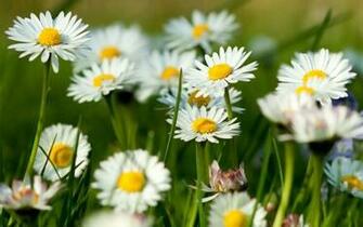 Early Spring Wallpaper Which Is Under The