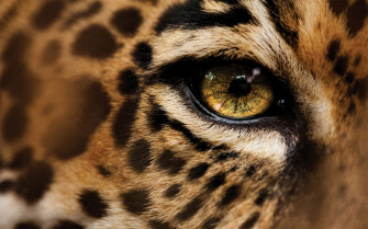 Jaguars Wallpaper