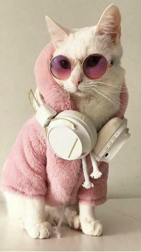 Pin Em Cat Fashion