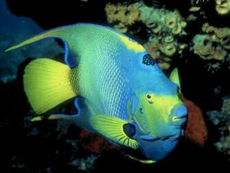 Wallpaper Colorful Fish Desktop