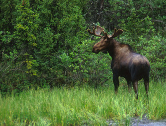 Moose Wallpaper