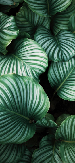 Plants iPhone Wallpaper
