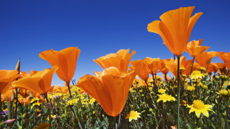 Orange Flowers Wallpaper