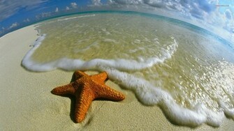 Starfish Wallpaper