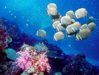 Underwater Wallpaper