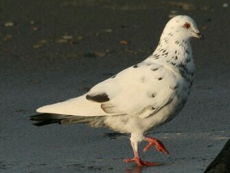 White Dove High Quality Wallpaper Cute Pure