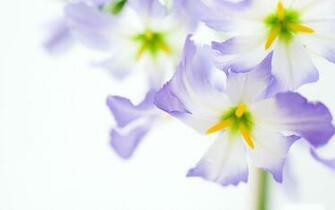 Purple Flower White Background
