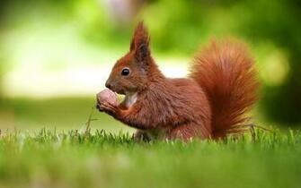 Squirrel Wallpaper HD Pictures One