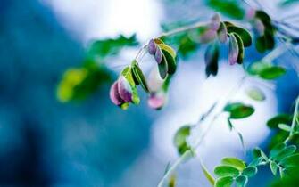 Hop Into Spring With Desktop Wallpaper For Springtime