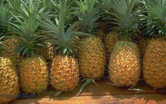 Back Gallery For Pineapple Wallpaper
