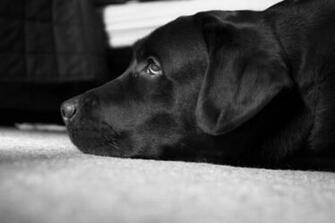 Zwart Wit Labrador Peter De Beste Hond Wallpaper