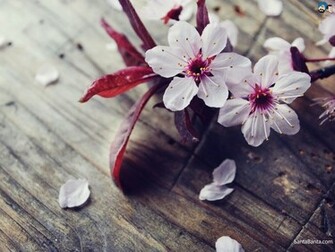 Cherry Blossoms Wallpaper