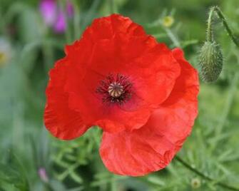 Red Poppy Desktop Background Pixels