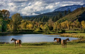 Wallpaper Landscape Lake Horse Image For Desktop