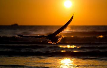 Wallpaper Sea Wave The Sky Water Sun Sunset Nature