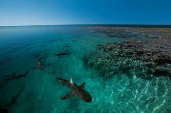 World Oceans Day Wallpaper