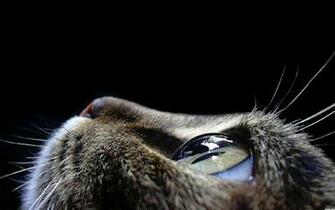 Cat Eye Wallpaper Eyes