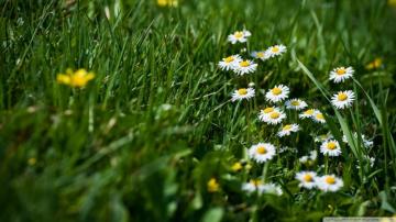 Field Of Grass And Flowers Ultra HD Desktop Background Wallpaper
