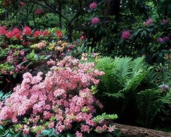 Colour Flower Garden Wallpaper Flowers Bloom Floral