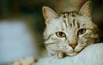 Mobile Screensaver Wallpaper Cats Android