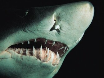 Sand Tiger Shark Wallpaper